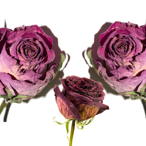 Flor de Rosa seca altamente aromática | Para formulaciones de belleza natural - Product Image 4