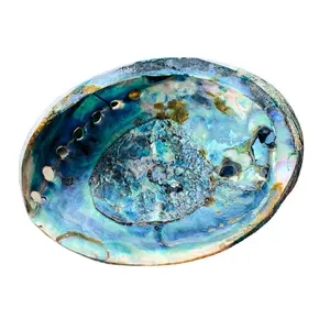 Abalone shell Blue Abalone Shell paua raw seashell Best price from Vietnam Abalone Shell Jewelry Box