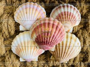 Conchas de Vieira Secas al por Mayor, Conchas Marinas Vacías Crudas de Color Natural para Decoración - Product Image 2