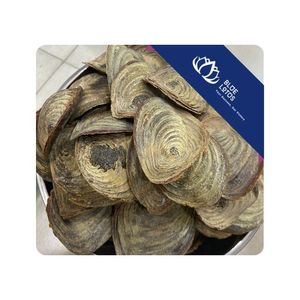 Operculum de Murex en Venta, Piezas Secas Limpias Utilizadas para Proyectos de Manualidades, Fabricación de Joyas, Arte en Resina y Diseños Decorativos, Vietnam - Product Image 1