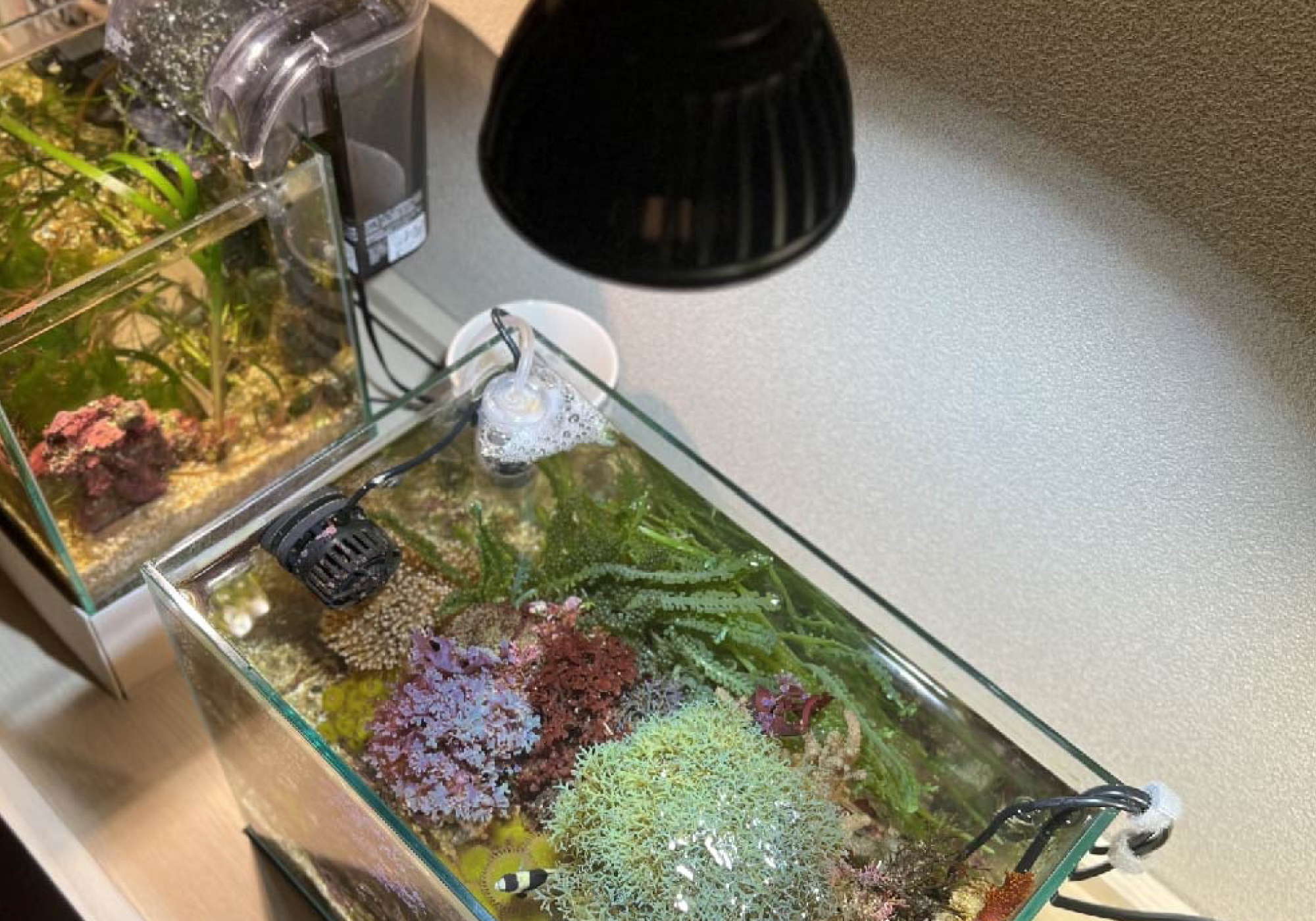 SUSANOO 10W Waterproof Marine LED Light for Aquariums Excellent