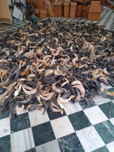 Shofar Kosher Hecho a Mano, Cuerno de Carnero Polaco Genuino, Artesanía Rústica Moderna y Natural para Yom Kippur, Venta de Artesanía Judía y Cristiana Hecha a Mano - Product Image 6