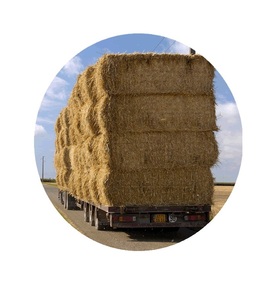 "Se vende heno forrajero asequible, heno forrajero fresco y nutritivo para conejos, cobayas y animales pequeños" - Product Image 5