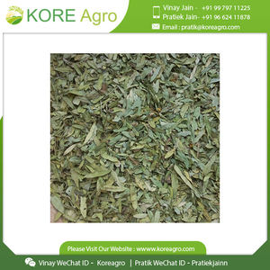 Best Quality Natural Organic Senna Leaves From Indian Supplier at <b>Cheap</b> Price - Product Image 6