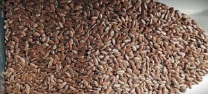 Graines de lin Alsi 100% naturelles, qualité d'exportation, approvisionnement en vrac, triées et nettoyées pour les produits agricoles, prix de gros - Product Image 4