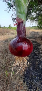 Graines d'oignon rouge Bombay - Product Image 2