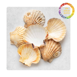 Belles coquilles Saint-Jacques du Viet Nam | Articles mignons pour faire des cadeaux et des objets décoratifs | Différentes couleurs et tailles naturelles - Product Image 4