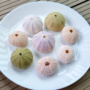 MEJOR PRECIO Blue Lotus 2025 Premium Urchin Seashell Natural Ocean Decor para exhibición de Acuario y regalo - Product Image 2