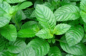 Los mejores precios para pudín de gelatina de hierba con sabor afrutado y jaleas de frutas en bolsa de embalaje incluido - Product Image 2