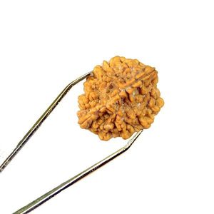 Cuentas de Rudraksha de Madera Natural de 2 Mukhi para la Armonía, el Equilibrio Emocional y la Paz Interior - Product Image 3