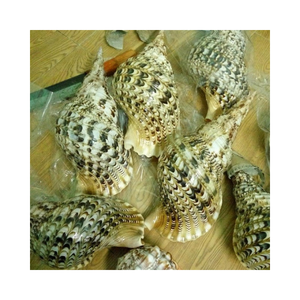 Triton Trumpet Seashell Planter-Carcasa de decoración costera única para exhibiciones náuticas y estilo interior con temática de playa - Product Image 5