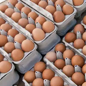 新鮮ブラウンブロイラーチキンテーブルエッグ & 肥料孵化卵