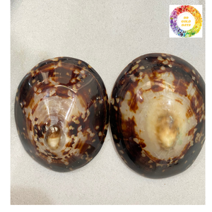 Coquilles polies et propres du Vietnam de haute qualité pour les souvenirs et les ornements - Product Image 4