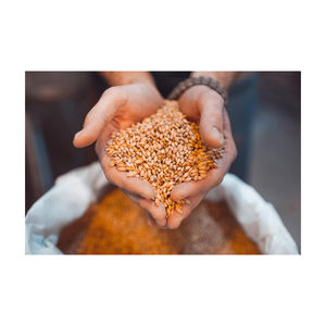 Bulk Malted <b>Barley</b>, <b>Barley</b> Grain Ready for Export for Sale Premium Quality <b>Barley</b> for Malt, Malted Feed and Malted Animal Feed. - Product Image 2