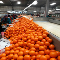 Fruits Citronnés Frais Biologiques - Oranges Valencia et Mandarine de Floride Marque HMSAI au Meilleur Prix