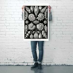 Póster de Kammerlinge de E. Haeckel, Formas artísticas en la naturaleza, Placa 81, Material de papel - Product Image 5