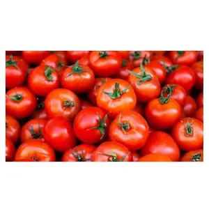 Rivenditore all'ingrosso e fornitore di pomodoro fresco prugna verdure fresche pomodori migliore qualità prezzo alla rinfusa comprare Online