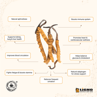 LiGNO OCS02 Ophiocordyceps Sinensis Poeder Functioneel drankingrediënt OEM ODM Natuurlijk Biologisch Halal/Kosher Gecertificeerd Gezondheidsproduct