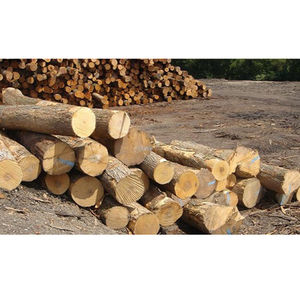 Bûches de pin de qualité supérieure avec des règles de calibrage strictes pour la conformité aux normes européennes et internationales du bois. - Product Image 4