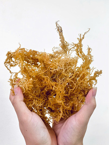 BEST SELLER | SEAMOSS NATURAL SUNDRIED / GOLD SEAMOSS Y MORADO SEAMOSS DISPONIBLE EN VIET NAM - Product Image 5
