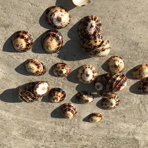 Limpet Seashells-Concha de playa genuina para Artes y manualidades-Concha de lactancia (Elysia WA: + 84789310321) - Product Image 5