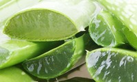 Purée d'Aloe Vera Séché du Delta du Vietnam, Saveur Légère, 16 Brix en Sirop, Boîte de 10kg en Vrac pour la Guérison