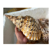 Trompette Triton Shell collectée au Vietnam pour des articles cadeaux et de l'art nautique par 99 Gold Data Trumpet Triton Shell Exportateur
