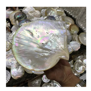 Plato de concha decorativo de plato de nácar hecho a mano de alta calidad para hoteles, restaurantes de catering y servicio de Mariscos finos - Product Image 2