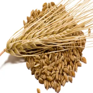 Toptan için organik arpa tahıl/arpa Malt tahıl/Hulled arpa tahıl satın