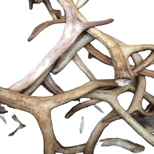 Whole Red Deer Antlers Whitetail Antlers Extract in Capsule Form Natural Organic Top Grade Bristle Supplement From Cattle - Product Image 1