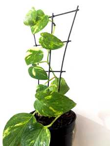 Treillis mural en métal noir pour pots de fleurs et jardinières en PVC - Product Image 2