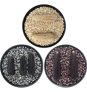 Granos de maíz amarillo al por mayor maíz blanco/maíz en venta - Product Image 2