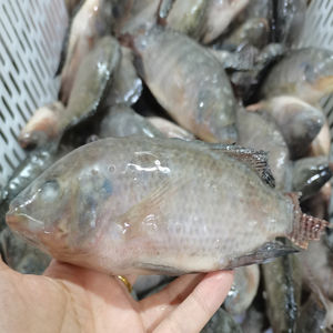 Pescado Mantarraya Congelado de Aguas Profundas, Calidad Premium, Grado de Exportación, Bajo en Grasa, Sin Aditivos, Envío Inmediato, Mercados Globales, Limpio, Congelado - Product Image 3