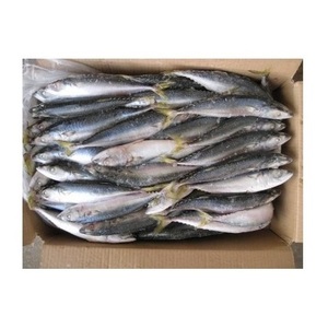 Pescado caballa española entera congelada, muy vendida, a un precio muy económico - Product Image 2