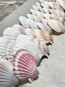 Conchas de vieira costeras bellamente conservadas para adornos navideños DIY y aplicaciones de artesanía con conchas de calidad profesional. - Product Image 2