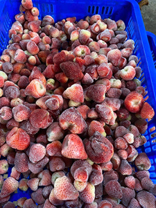 Fresas Orgánicas Congeladas IQF, Fruta Roja Entera de Vietnam - Product Image 4