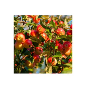 Недорогой поставщик из Германии, яблоки для виноделия | Свежие яблоки Фудзи Гала по оптовой цене с быстрой доставкой