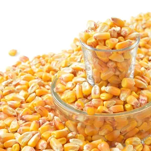 Buy Dried Grade 2 Yellow Maize/Corn White Corn, Non-GMO, Fit for Human Consumption and Animal Feed