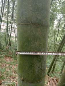 Varas de Bambú Naturales y Carbonizadas |   Tamaño Grande |   Tratado para la Construcción |   Directo de Fábrica - Product Image 6