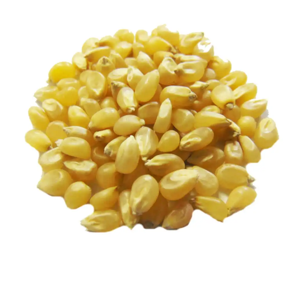 Giá cả phải chăng hạt lớn màu vàng trắng ngô/vàng-trắng ngô hạt để bán