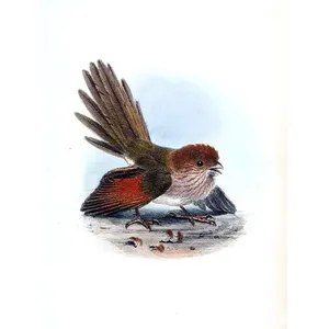 Sutora pájaros marrón mármol cerámica azulejo Mural cocina baño pared Backsplash murales de pared de calidad superior - Product Image 1