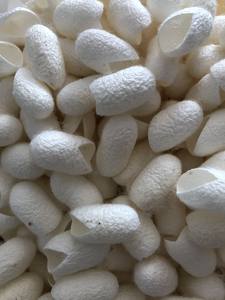 Capullo crudo blanco de gusano de seda para tejer y aplicaciones de arte decorativo Fabricante de Vietnam - Product Image 4