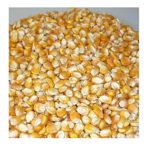 Maíz GMO o No GMO / Maíz Amarillo y Maíz Blanco para Alimentación Humana y Animal - Product Image 2