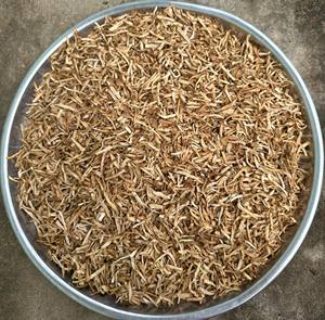 Thé de corossol séché : un moyen délicieux et nutritif de stimuler votre bien-être. - Product Image 5