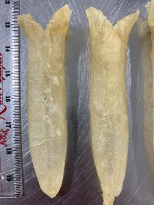 Socio B2B Confiable, Proveedor Profesional de Tripa de Pescado Seca de Alta Calidad, Exportación de Mariscos Naturales para el Mercado Global - Product Image 5