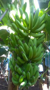 กล้วยสด Cavendish กล้วยสดจากบริษัทส่งออกเวียดนามข้อมูลทองคำ99 - Product Image 5