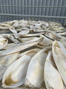 Os de seiche premium pour les soins et la vente en gros - Product Image 6