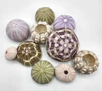 GEM HOT SELLING Urchin de mer premium du Vietnam, pièce décorative idéale pour la maison et le bureau