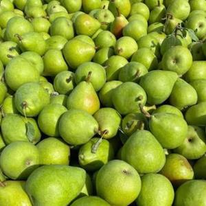 Pêres de conférence de qualité AA, sucrées, juteuses, riches en fibres, pêres fraîches pour la vente en gros et l'expédition mondiale en chaîne du froid - Product Image 4