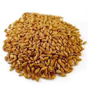 Thức ăn lúa mì Nam Phi bán buôn hữu cơ tự nhiên đầu tiên lớp thức ăn chăn nuôi lúa mì 50 kg túi bao bì Hạt Giống Lúa mì Ngũ Cốc Hạt - Product Image 3
